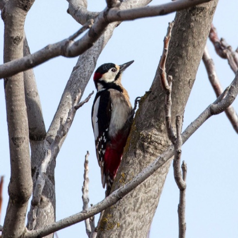 Woodpecker (taken from the pool deck)