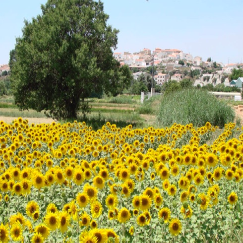 Sunflowers on approaching the village.