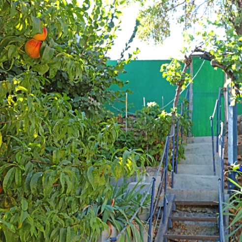 Steps to pool and lower garden past Peach Tree