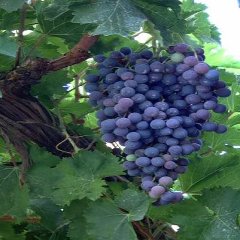Grapes