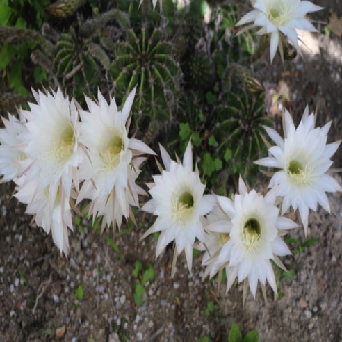 Flowering Cactus
