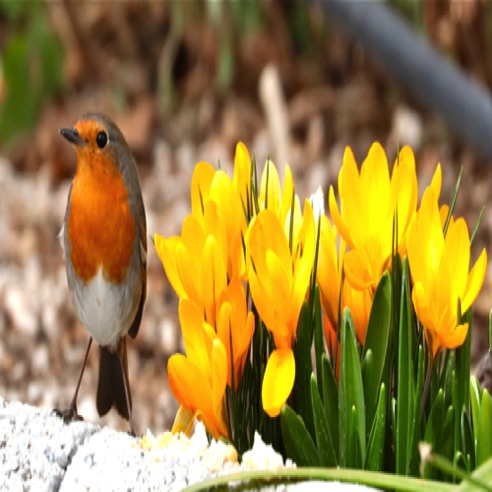 Crocus' with Robin