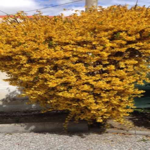 Forsythia Bush