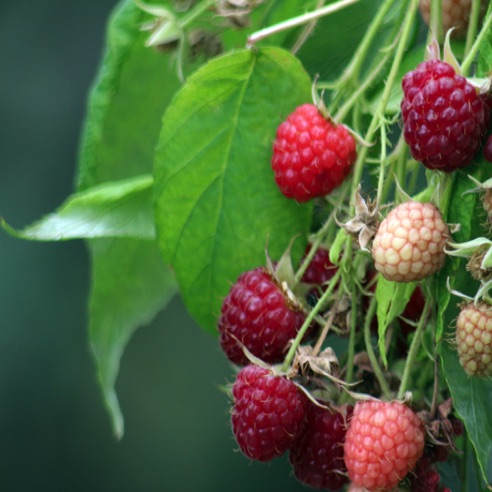 Raspberries